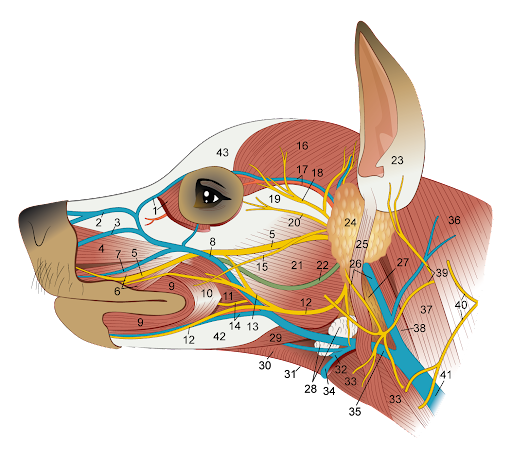 dog head illustration