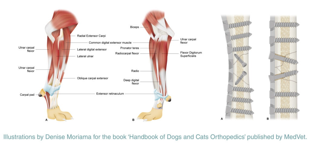 Dogs and Cats Orthopedics