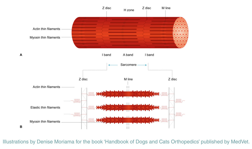 Dog and Cat Filaments Illustrations
